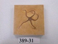 藏品(吉群落海星化石)的圖片